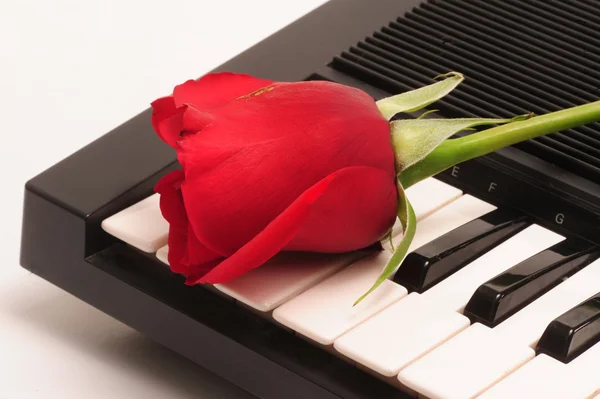 Rosa y teclado — Foto de Stock