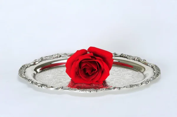 Rose on silver. — Stock Photo, Image