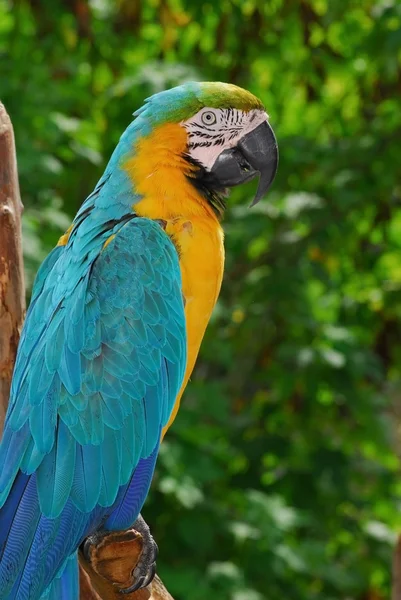 Papagaio-da-índia — Fotografia de Stock