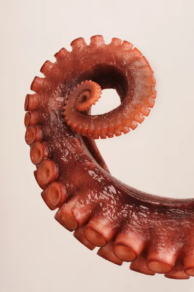 Octopus Stockfoto