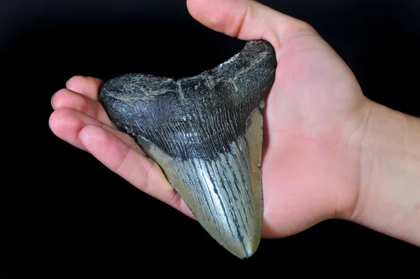 Ząb rekina Megalodon. — Zdjęcie stockowe