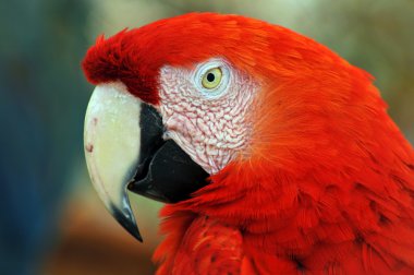 Macaw Parrot clipart