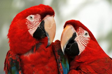 Macaw Parrots clipart