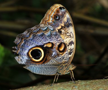 Owl Butterfly clipart