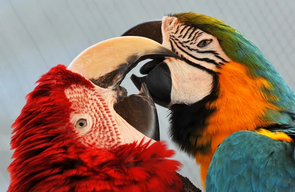 Birbirlerini seven Amerika papağanı parrost. — Stok fotoğraf