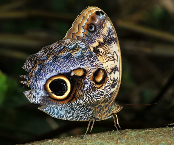 Sova motýl — Stock fotografie