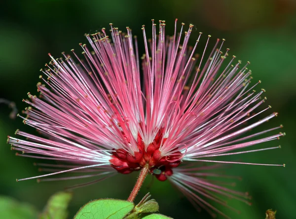 stock image Pink powder puff flower.