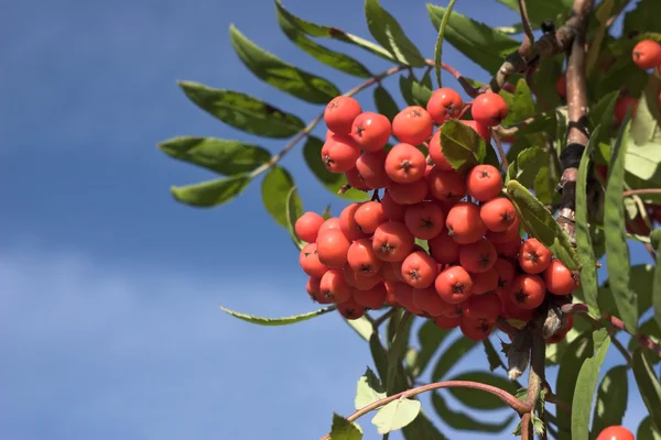 Branch of a mountain ash — Stock Photo, Image