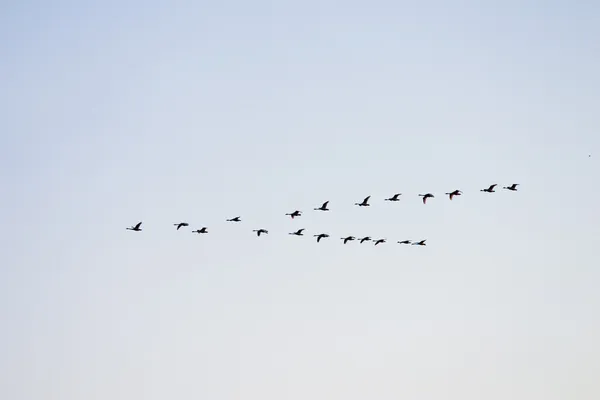 Flying swans — Stock Photo, Image