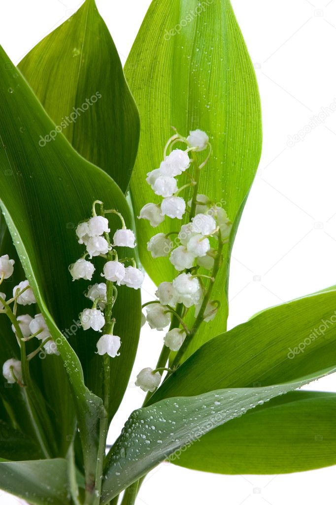 Lilies of the valley — Stock Photo © Ohotnik #1689505