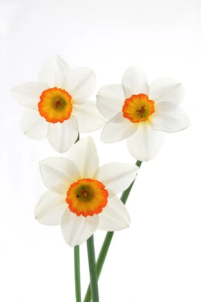 Narcissuses — Stock fotografie