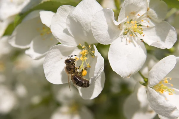 벌과 꽃 — 스톡 사진