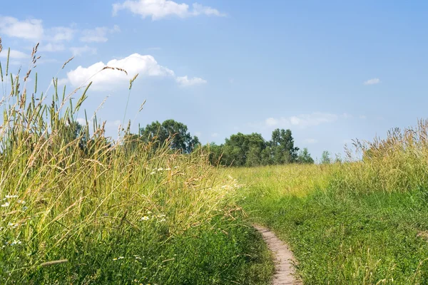 stock image Summer day