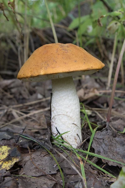 阿斯彭蘑菇 — 图库照片