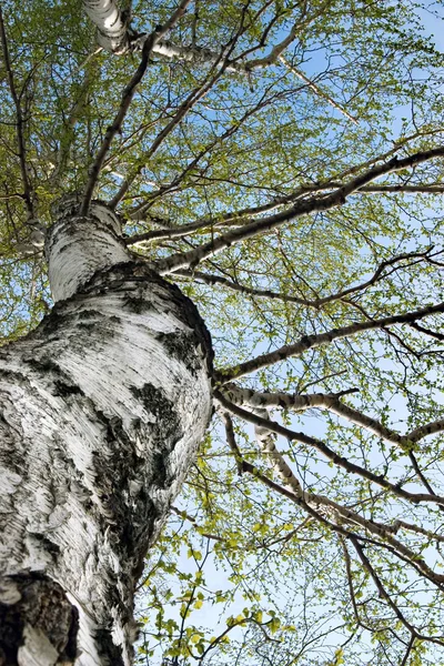 桦树 — 图库照片