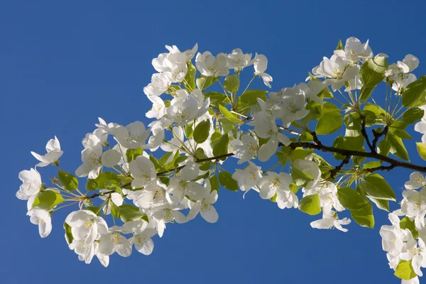 苹果树的花 — 图库照片