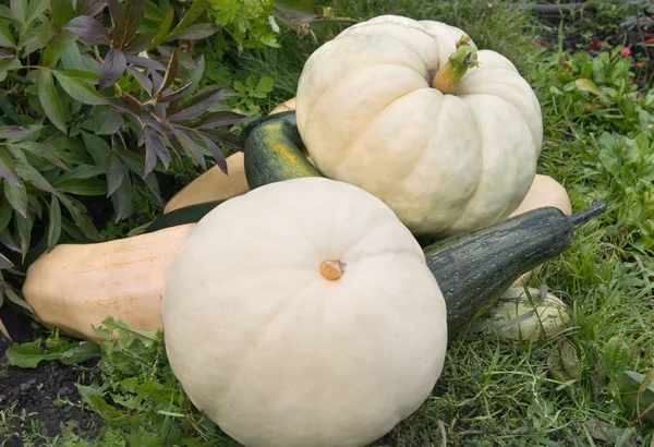 Pumpkin and vegetable marrows — Stock Photo, Image