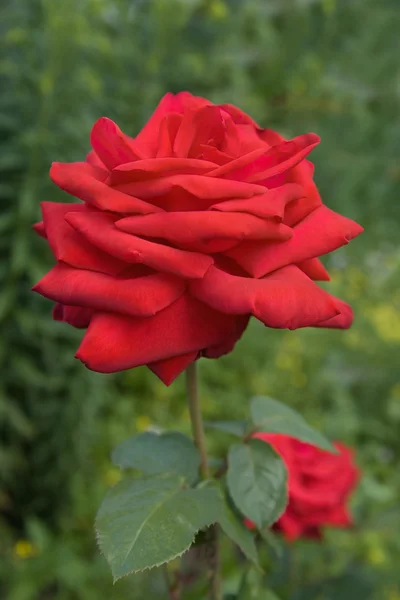 stock image Red rose