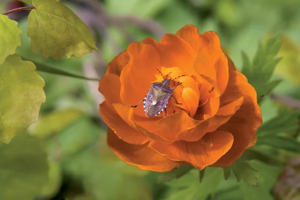 Der Käfer auf einer Blume — Stockfoto