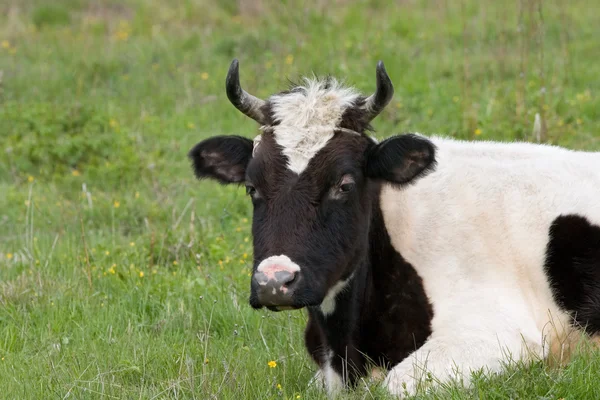 La vaca —  Fotos de Stock