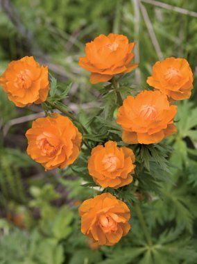 Trollius asiaticus L