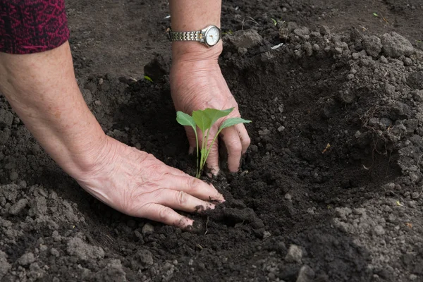 stock image Planting seedling