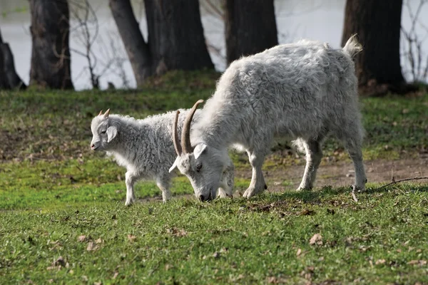 山羊和孩子 — 图库照片