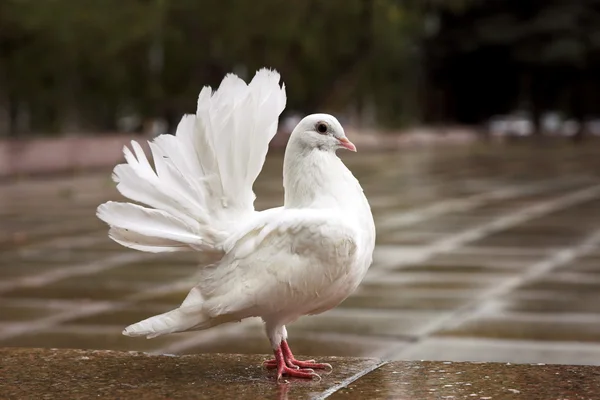 Il piccione bianco — Foto Stock