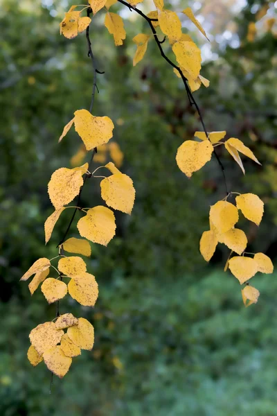 stock image The yellowed leaves