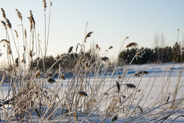 Madera de invierno — Foto de Stock