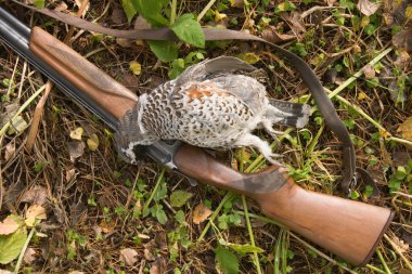 Gun and a bird clipart