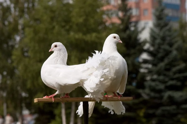 Dois pombos brancos — Fotografia de Stock