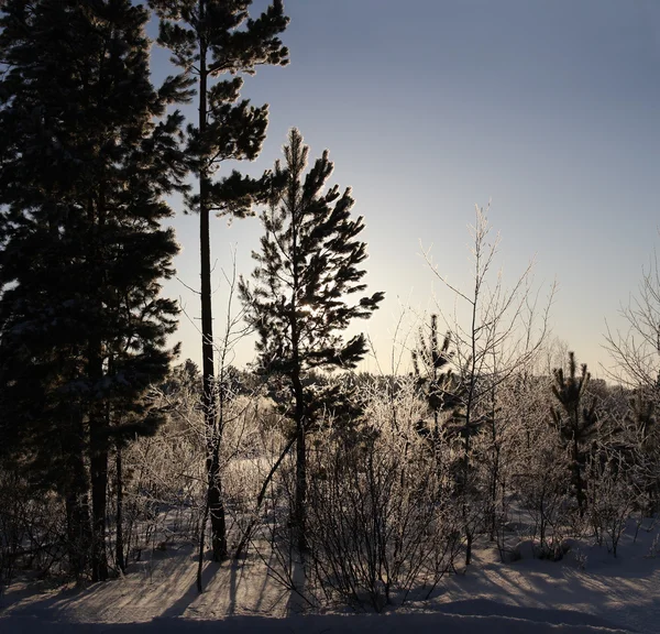 Kış ahşap — Stok fotoğraf