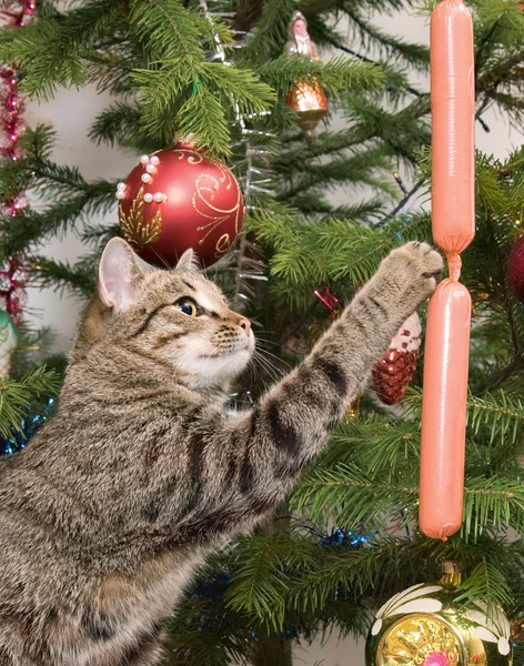 Kočka a kožešin strom — Stock fotografie