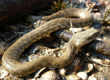 Natrix tessellata