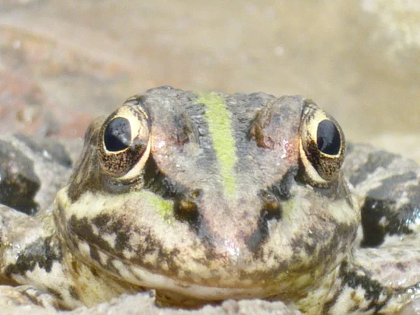 개구리 스톡 사진