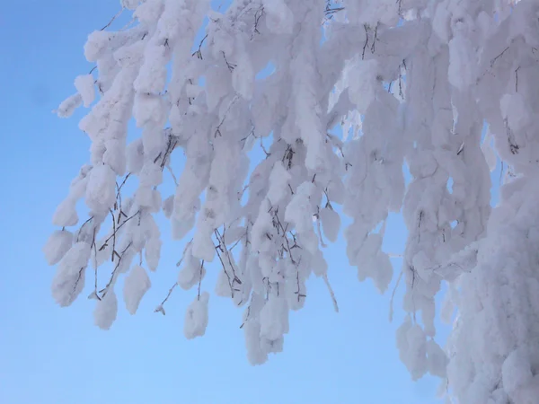 Bäume im Schnee — Stockfoto