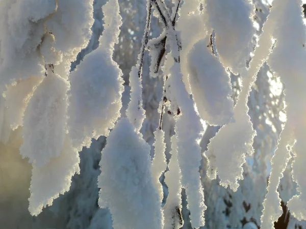 雪の木 — ストック写真