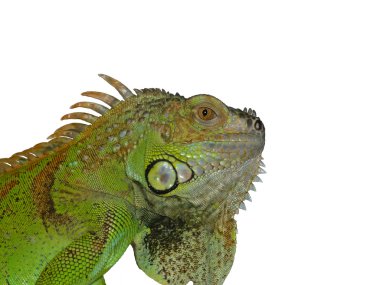 Iguana