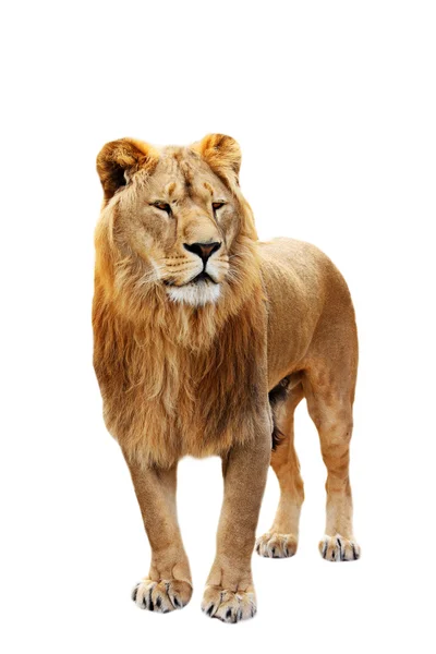 大きなライオンが立っています。 — ストック写真