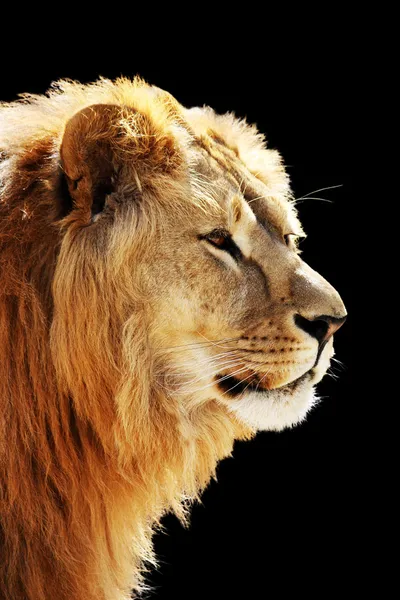 Lion's portrait — Stock Photo, Image