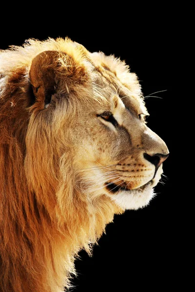 Lion's portrait Royalty Free Stock Photos