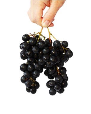 Grape vine in a nahd clipart