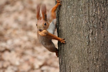 Squirell with the nut clipart