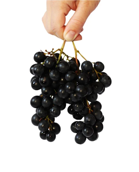 stock image Grape vine in a nahd