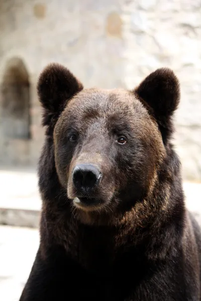 stock image Bear's portrait,