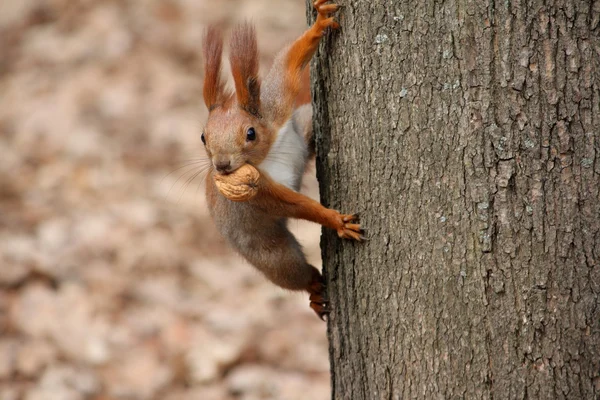 Squirell with the nut — Stock Photo, Image