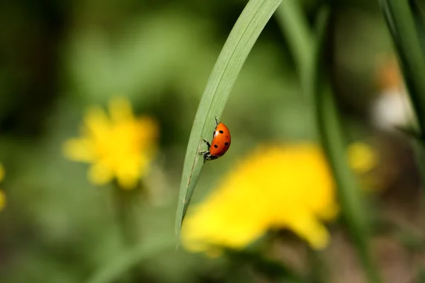 Ladybug on a leaf — Stock Photo, Image