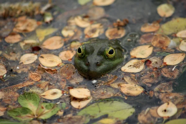 stock image Green frog