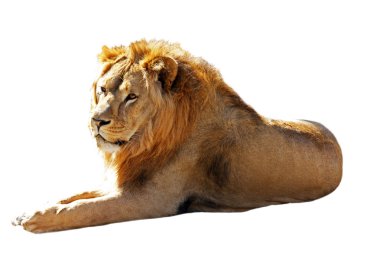 Big lion isolated clipart